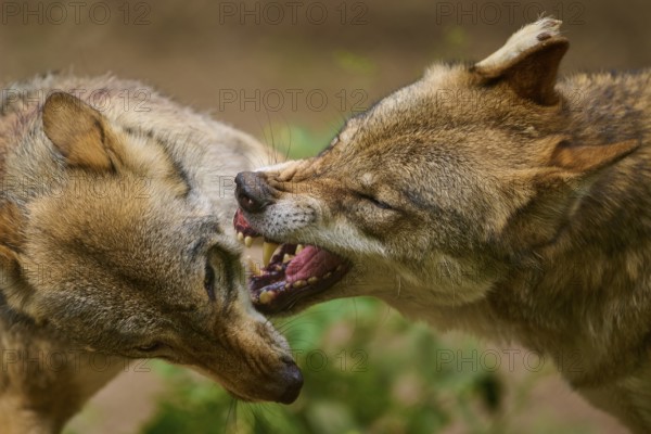 Wolf (Canis lupus), two wolves growling at each other and showing their teeth in a close-up,