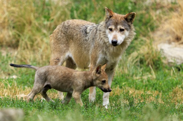 An adult wolf with a wolf pup in the grassland, Timberwolf, wolf, American wolf, (Canis lupus