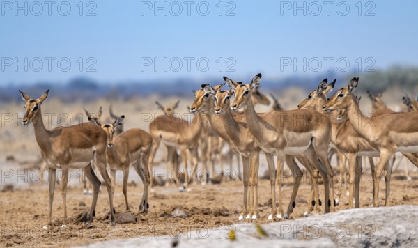 Herd of impala (Aepyceros melampus) at a waterhole, black heeler antelope, Nxai Pan National Park,