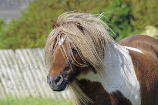 A small brown and white spotted pony with a long mane on a green pasture, Shetland pony, Shetland