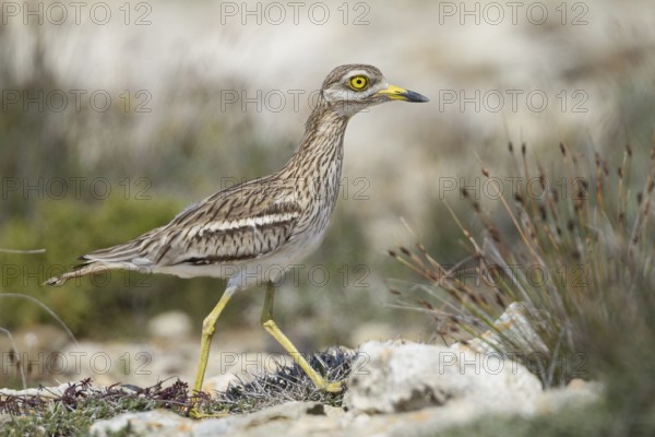 Eurasian Stone-curlew (Burhinus oedicnemus), Cyprus