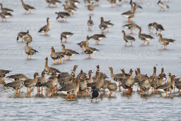 Greater White-fronted Goose & Barnacle Goose (Anser albifrons & Branta leucopsis) group resting in