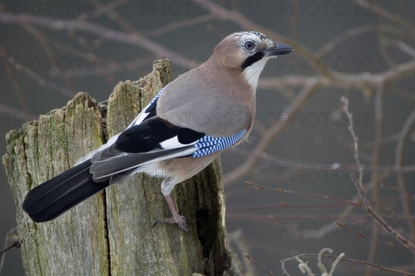 Eurasian Jay (Garrulus glandarius), Lower Saxony, Germany