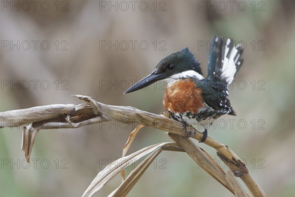 Green Kingfisher (Chloroceryle americana) perched on a branch in Costa Rica, Central America