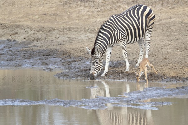 Burchell's Zebra (Equus quagga burchelli) drinking at waterhole together with young Common Impala
