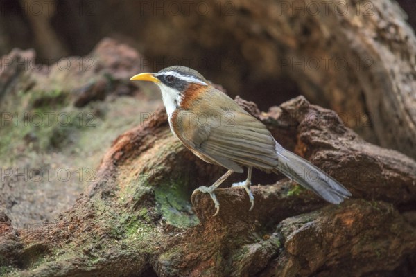 White-browed Scimitar Babbler (Pomatorhinus schisticeps) perched on the ground, Bidoup National