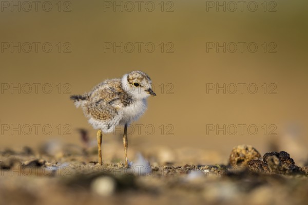 Little Ringed Plover (Charadrius dubius) chick, North Rhine-Westphalia, Germany