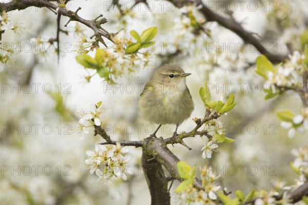 Common Chiffchaff (Phylloscopus collybita) perched on flowering Blackthorn (Prunus spinosa),