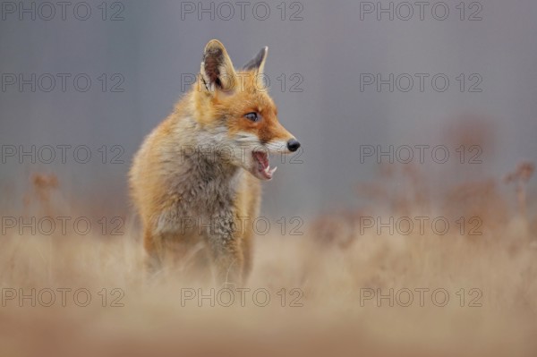 Red fox with open muzzle. Cute Red Fox, Vulpes vulpes, on the meadow. Beautiful animal in the