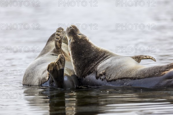 Two harbour seals (Phoca vitulina) lying on stones in the water, Mammals (Mammalia),