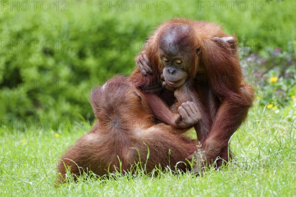 Animal portrait, two Borneo orangutans (pongo pygmaeus) playfully fighting, captive, Borneo
