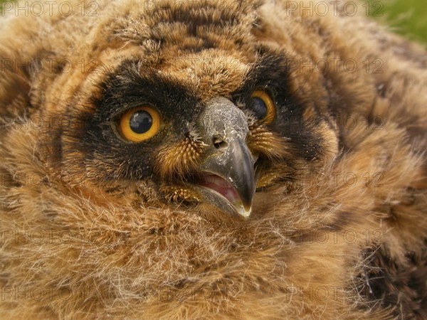 Short-eared Owl (Asio flammeus) chick in nest, Brandenburg, Germany