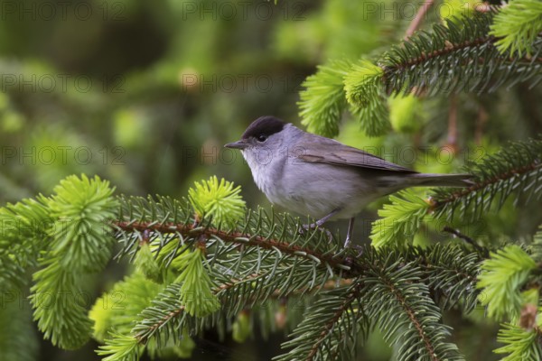 Eurasian Blackcap (Sylvia atricapilla) male, Hungary