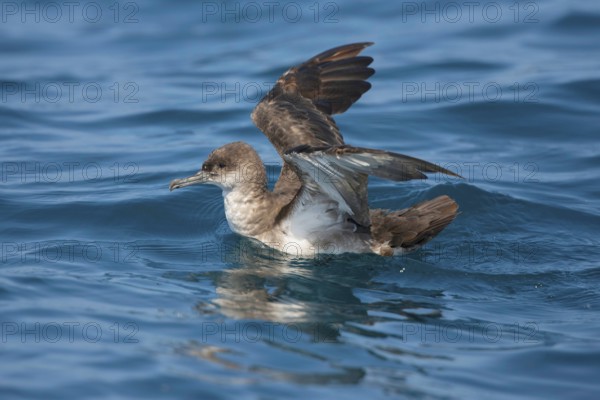 Black-vented Shearwater Puffinus opisthomelas San Diego, California, United States 14 September