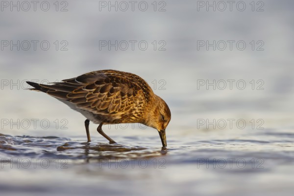 Dunlin (Calidris alpina) foraging, North Rhine-Westphalia, Germany