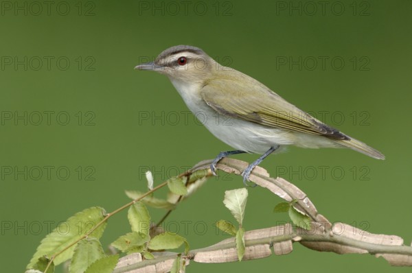 Red-eyed Vireo (Vireo olivaceus), Texas, USA