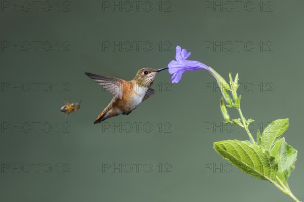 Rufous Hummingbird Selasphorus rufus Tucson, Pima County, Arizona, United States 25 August Immature