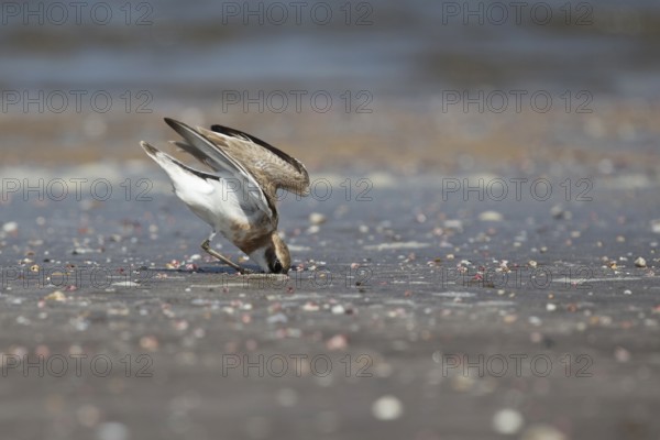 Greater Sand Plover (Charadrius leschenaultii) foraging on beach, Ras al-Sawadi, Oman