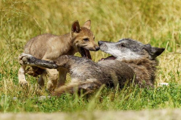 A puppy and a wolf interacting playfully on the grass, Timberwolf, wolf, American wolf, (Canis