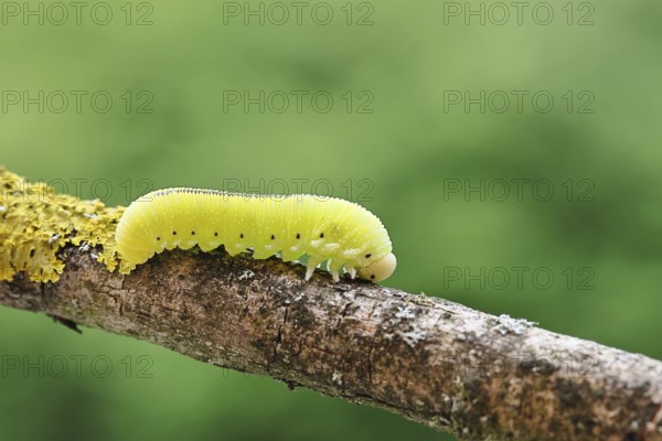 Birch Sawfly, Birch Button Hornworm Wasp (Cimbex femoratus), Birch Sawfly (Symphyta), Birch Button