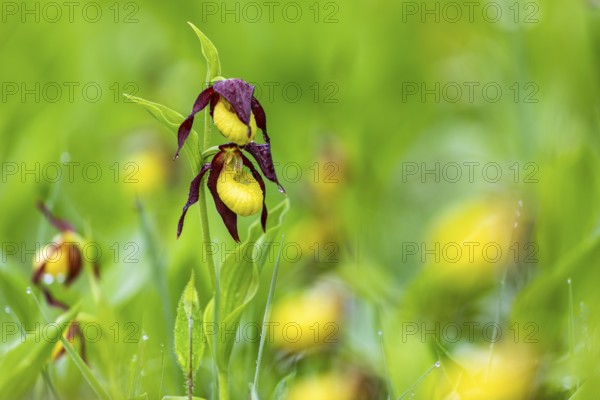 European lady's slipper (Cypripedium calceolus), orchid family (Orchidaceae), Upper Danube nature