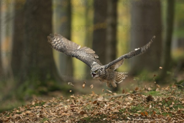 In the autumn forest... Virginia eagle owl (Bubo virginianus), one of the largest owls on the
