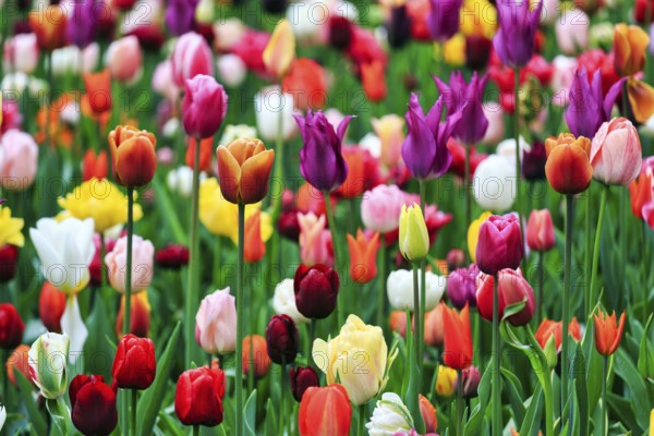 Different coloured tulips (Tulipa), colourful tulip bed, Keukenhof gardens, Lisse, Bollenstreek,
