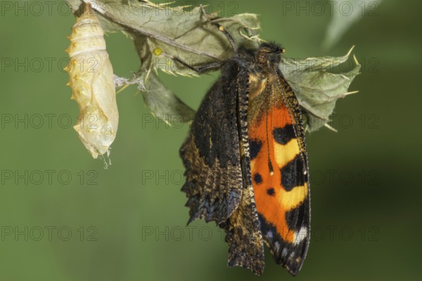 A newly hatched Small tortoiseshell (Aglais urticae) with its cocoon on a leaf in a natural