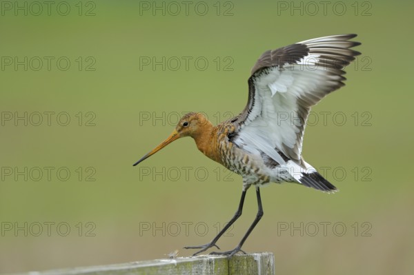 Uferschnepfe (Limosa limosa), Black-tailed Godwit, landender Altvogel auf Sitzwarte, Mai, Nijkerk,