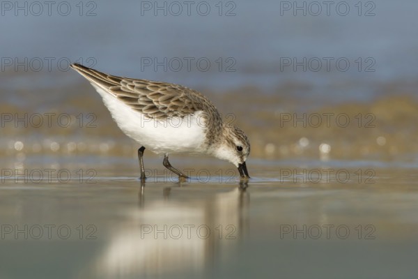 Red-necked Stint (Calidris ruficollis) foraging, Victoria, Australia