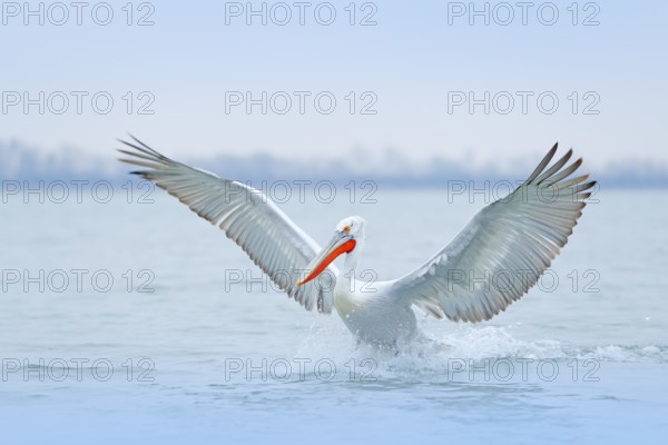 Bird with morning sunrise. Dalmatian pelican, Pelecanus crispus, in Lake Kerkini, Greece. Pelican