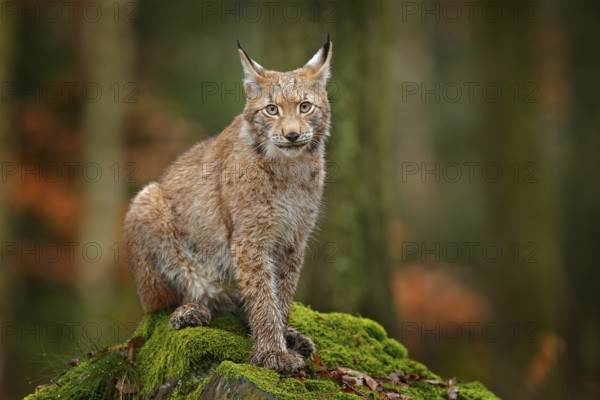 Lynx in the forest. Sitting Eurasian wild cat on green mossy stone, green in background. Wild cat