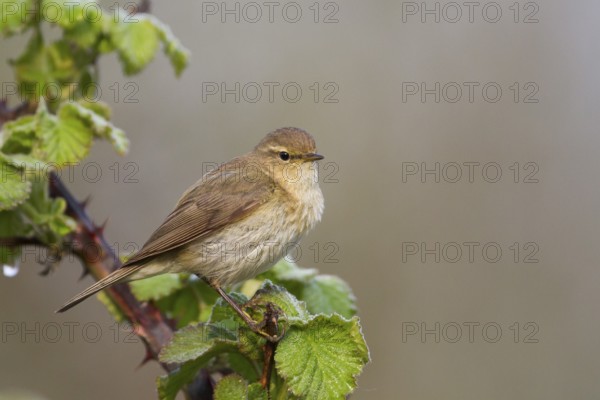 Common Chiffchaff - Zilpzalp - Phylloscopus collybita ssp. collybita, Germany