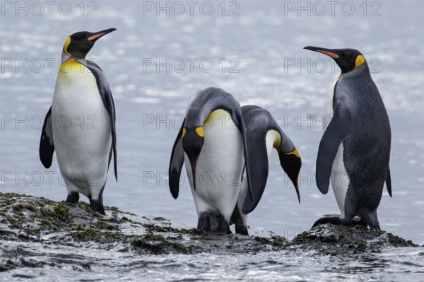 King Penguin (Aptenodytes patagonicus) perched on a rocky beach on South Georgia Island