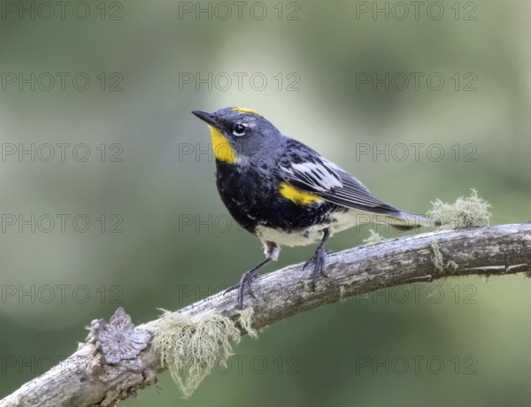 Yellow-rumped Warbler, (Audubon's Race) Setophaga coronata, perched on a branch in Cypress Hills