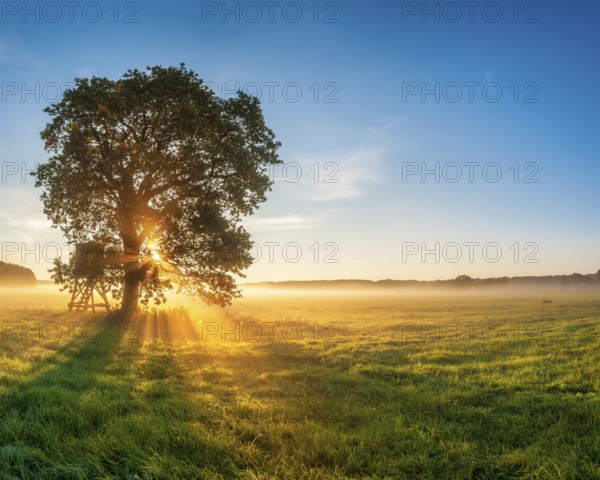 Solitary oak and raised hide in a meadow with dew at sunrise in the morning mist, sun shining