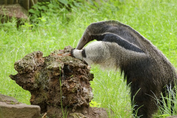 Giant anteater (Myrmecophaga tridactyla), adult, captive, searching for ants, occurrence Forests,