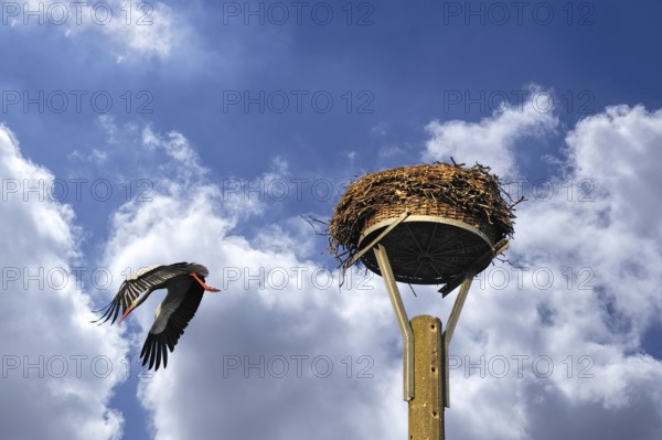 White stork (Ciconia ciconia) leaving its nest, cloudy sky, Kuhlrade, Mecklenburg-Western