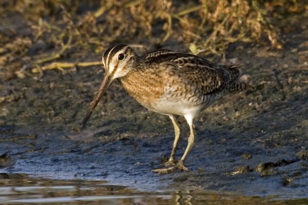 Swinhoe's Snipe (Gallinago megala), Western Australia, Australia