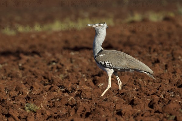Kori Bustard (Ardeotis kori struthiunculus) male, Oromia, Ethiopia
