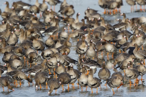 Greater White-fronted Goose (Anser albifrons) huge flock resting in water, North Rhine-Westphalia,