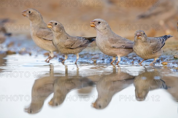 Wüstengimpel, Trumpeter Finch, Rhodopechys githaginea, Roselin githagine, Bouvreuil githagine,