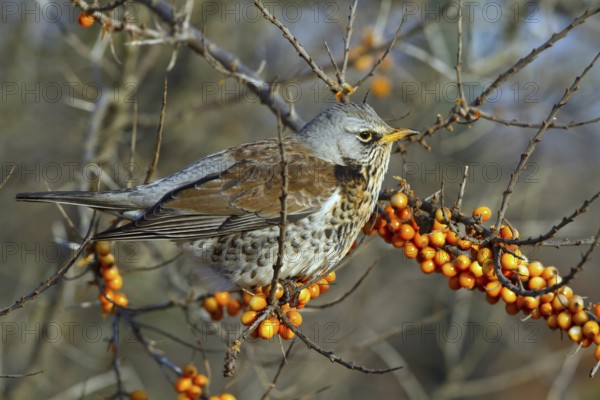 Fieldfare (Turdus pilaris) perched in Common sea buckthorn (Hippophae rhamnoides) shrub,