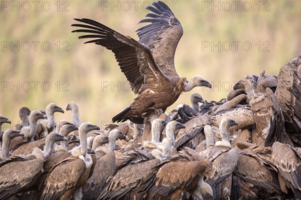 Griffon Vulture (Gyps fulvus) group on field, Aragon, Spain
