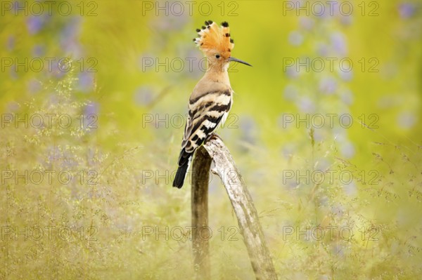 Hoopoe, Upupa epops, nice orange bird with crest sitting by the violet flower on the summer meadow,
