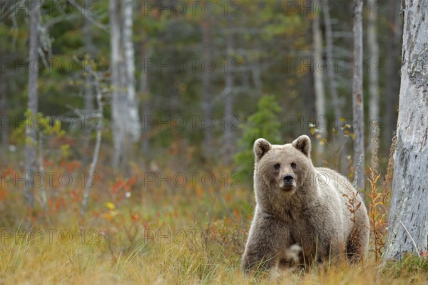 Wildlife scene from Finland near Russia bolder. Autumn forest with bear. Beautiful brown bear