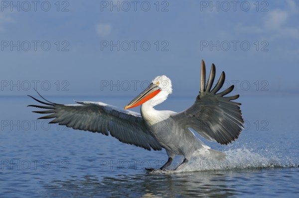 Dalmatian pelican, Pelecanus crispus, landing in Lake Kerkini, Greece. Pelican with open wings.