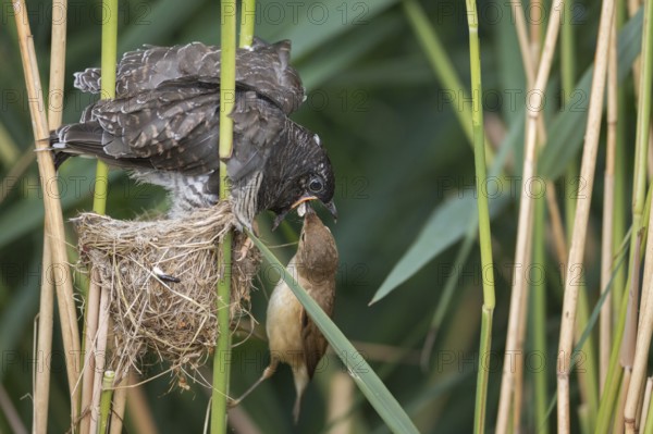Common Cuckoo & Eurasian Reed Warbler (Cuculus canorus & Acrocephalus scirpaceus) Eurasian Reed