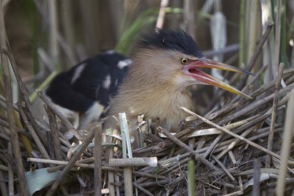 Little Bittern (Ixobrychus minutus) calling male at nest, Nizhegorodskaya, Russia