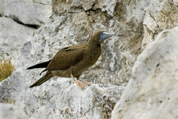 Brown Booby Sula leucogaster brewsteri Las Marietas Islands, Bahia de Banderas, Jalisco, Mexico 1